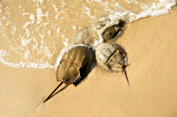 steph hsc-toned down