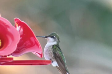the waiting is the hardest part hummingbird cape may magazine spring 2022