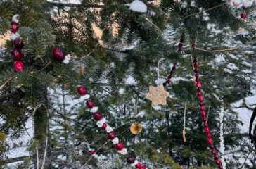 tree cleaned up tree cleaned up