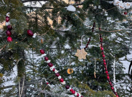 tree cleaned up tree cleaned up