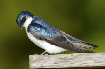 tree swallow tree swallow