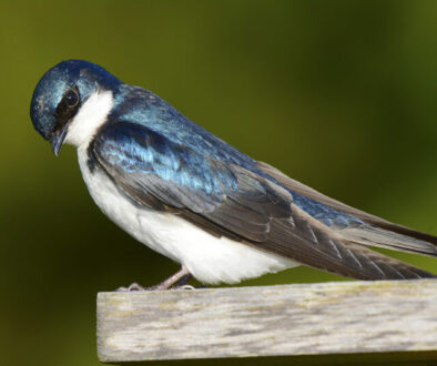 tree swallow tree swallow