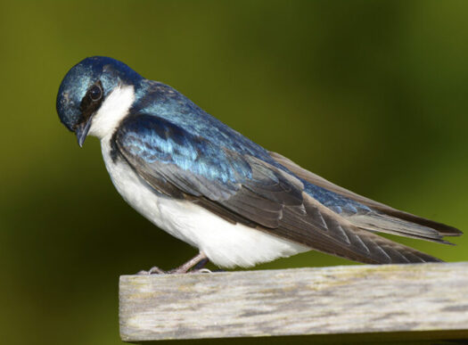 tree swallow tree swallow