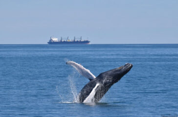 watching-whales-nature-cape-may-magazine-mid-summer-2022